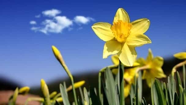 The Irish Cancer Society supports Daffodil Day