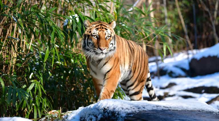 A tiger at Bronx Zoo in New York has tested positive for Covid-19