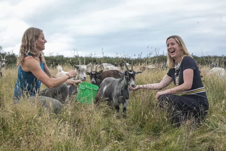 Old Irish Goats reintroduced to Howth in effort to reduce wildfires