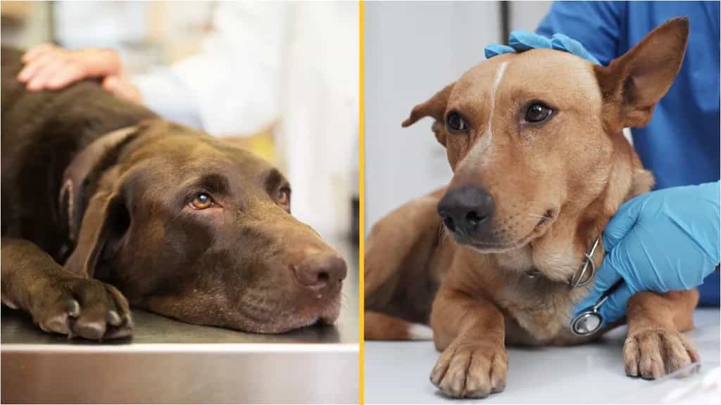 An Post pleads with dog owners ahead of Christmas as incidents increase
