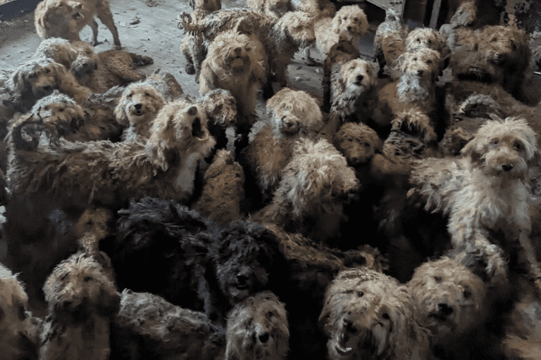 More than 250 dogs found crammed into one home