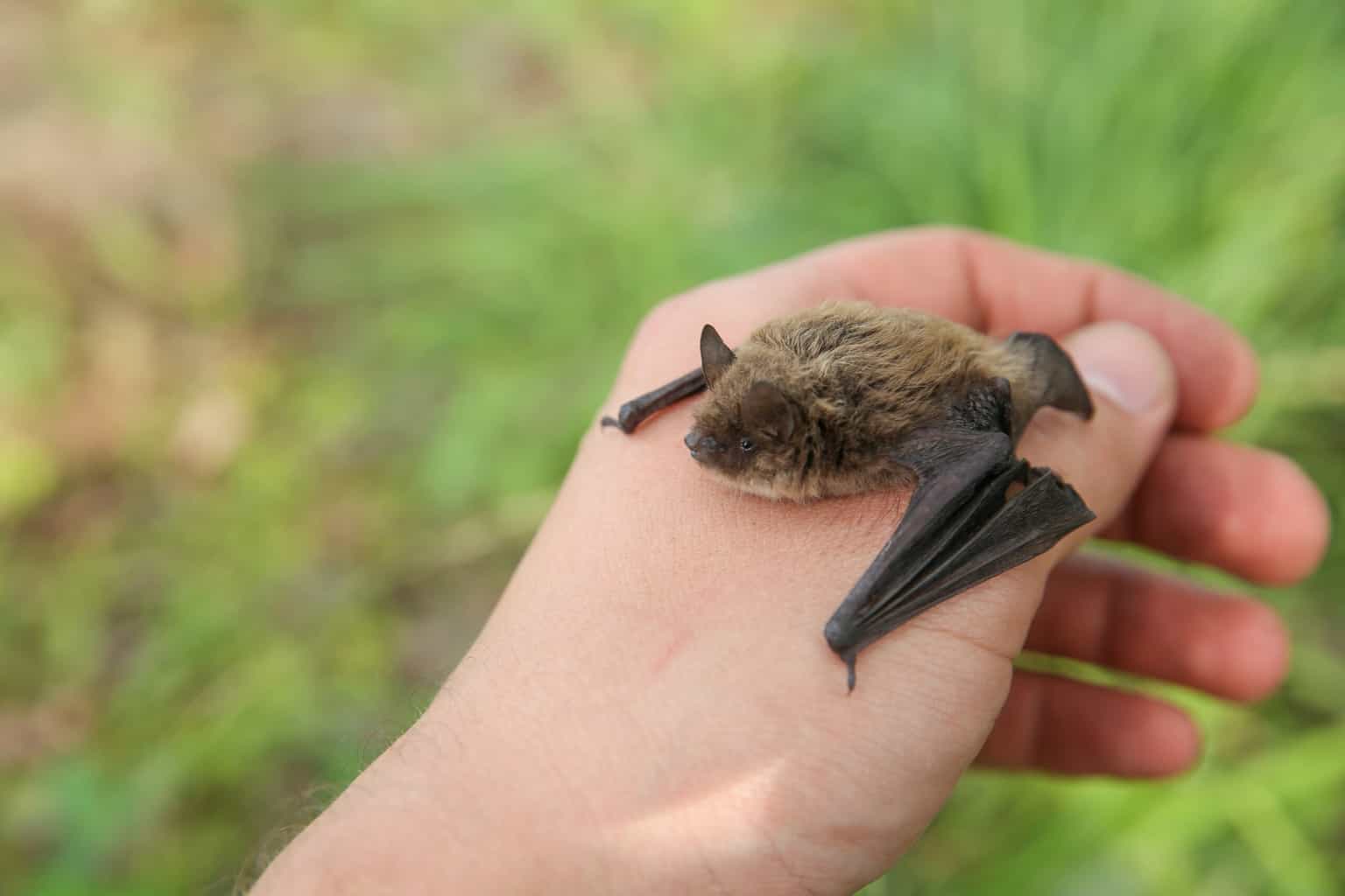 Boy, 11, dies of rabies after waking to bat on his face