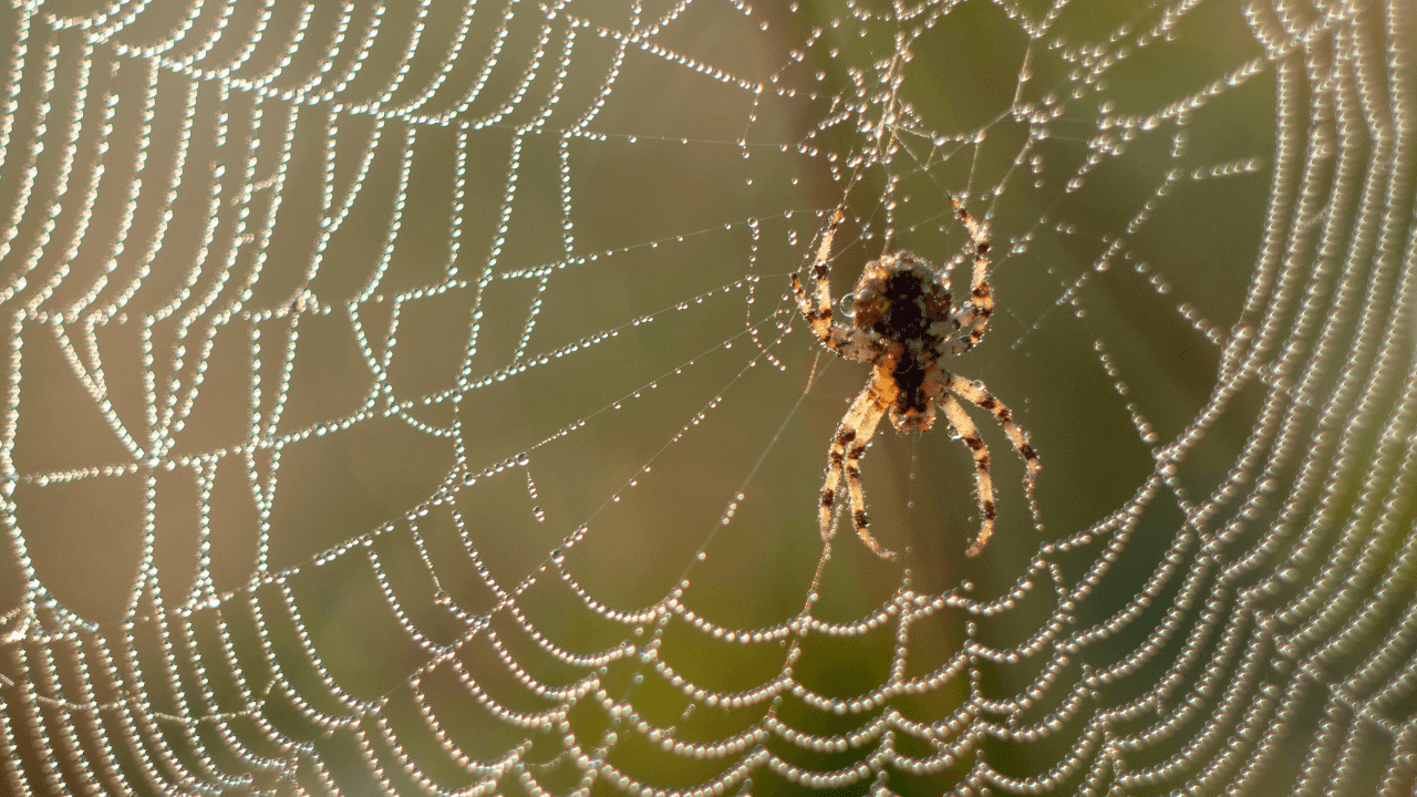 Hot weather increasing the number of false widow spiders