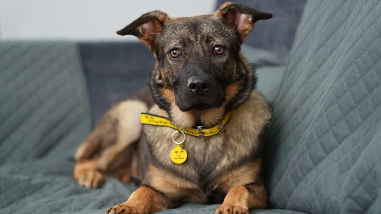 Puppies dumped in bin in Dublin begin a new life