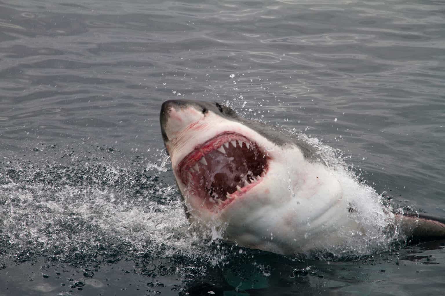 Shark attack victim to undergo surgery after Waterford bite ordeal
