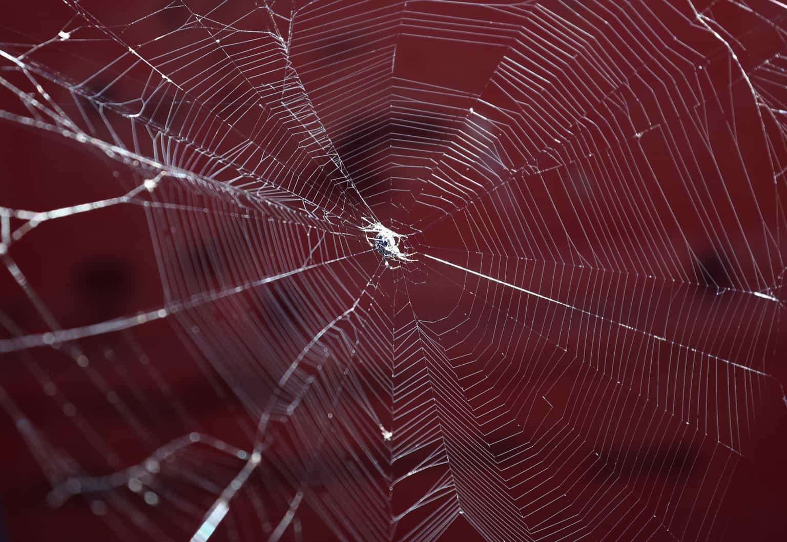 Why you may spot more spiders at your home in Autumn and how to deal with them
