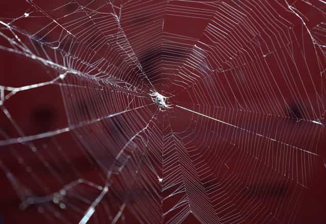 Why you may spot more spiders at your home in Autumn and how to deal with them