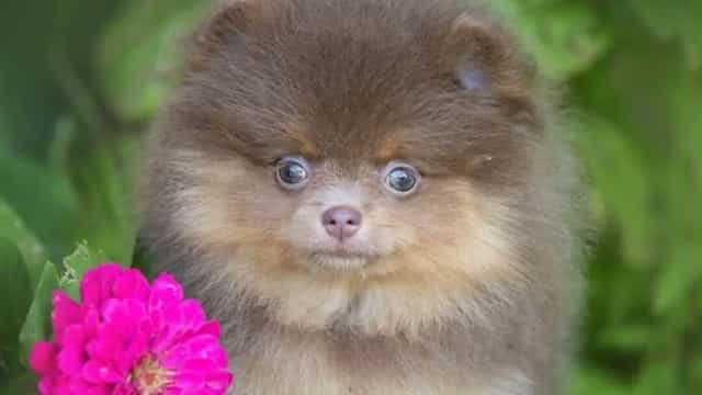 Three small dogs stolen after being seized at Dublin Airport