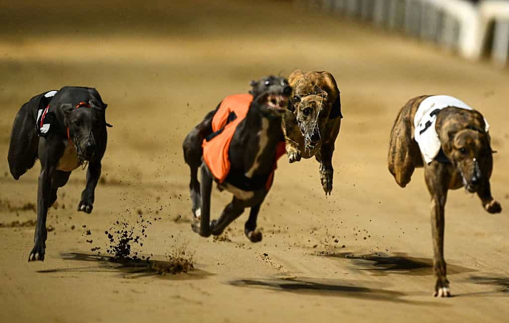 Horse and greyhounds now allocated more than domestic violence after budget 2027