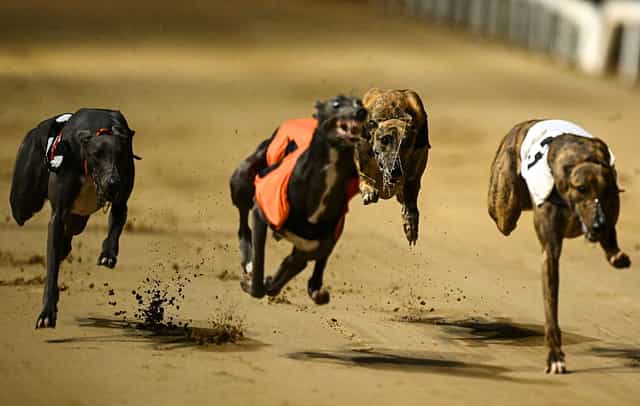 Horse and greyhounds now allocated more than domestic violence after budget 2027