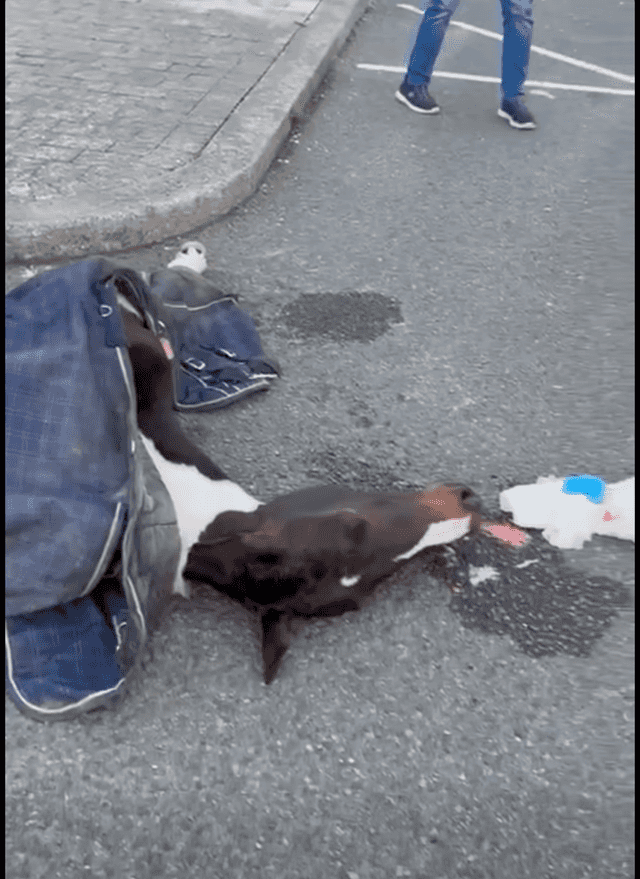 Fury after pony killed in sulky crash in Dublin