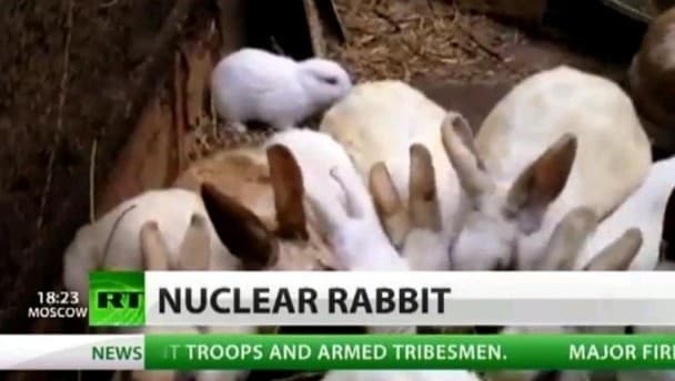 Video: Nuclear rabbit birth sparks mutant baby concern