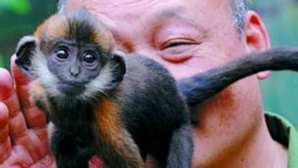Chinese zoo keeper saves monkey’s life… by licking its arse for an hour