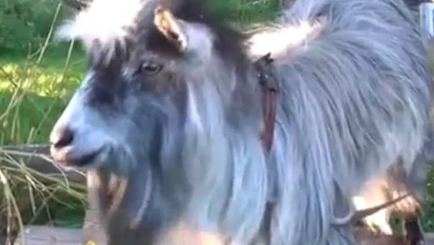 Video: You mean you haven’t seen the beatboxing goat yet?