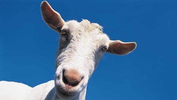 Video: Just two minutes of goats screaming like humans