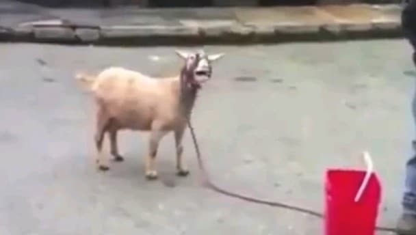 Video: All the best screaming goat clips combined in ‘Now That’s What I Call Goats’