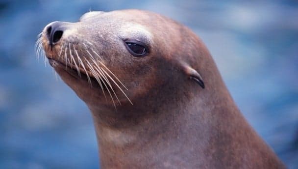 Video: Whatever goats can do, seals can do better