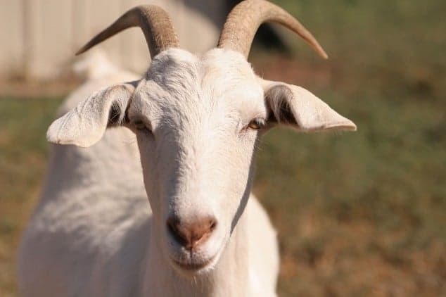 Pic: Goat discrimination is rampant in this hilarious ad for a U.S college