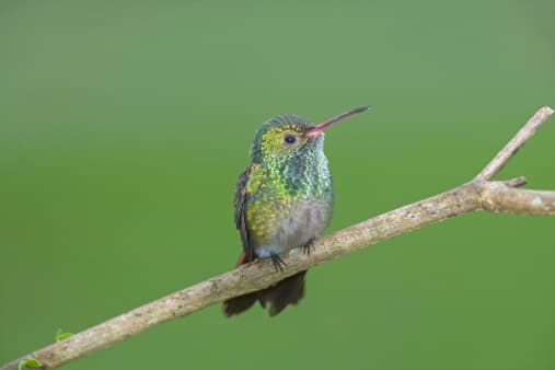 The birdie thong; man arrested at airport with 66 tiny birds in his underwear