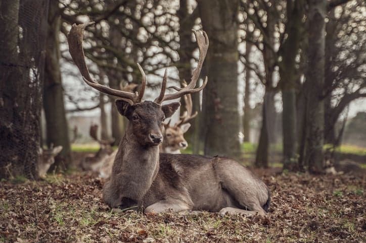 Phoenix Park announce 7km of pedestrian and cycling lanes