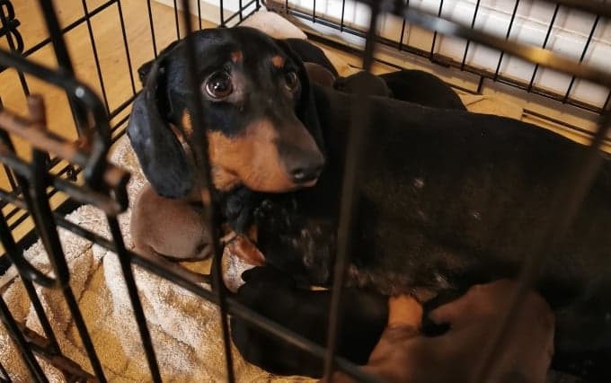 Gardaí recover 32 stolen dogs believed to be worth €120,000