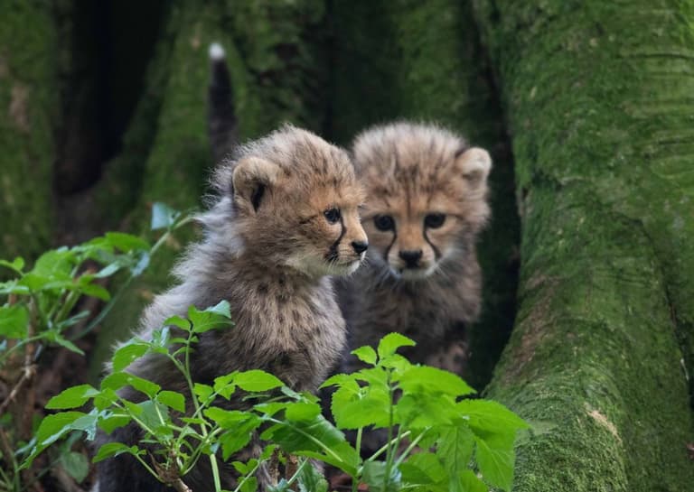 Three endangered cheetah cubs born at Fota Wildlife Park in Cork