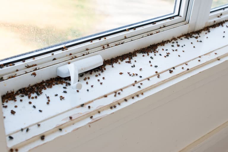 Fly infestations are on the rise in Ireland over the past three months