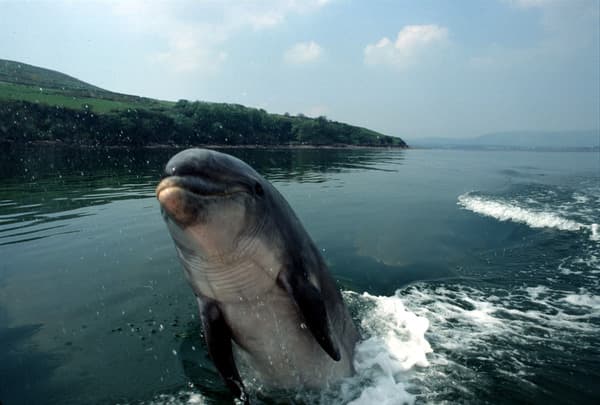 Dingle to honour Fungie with special tribute day this month