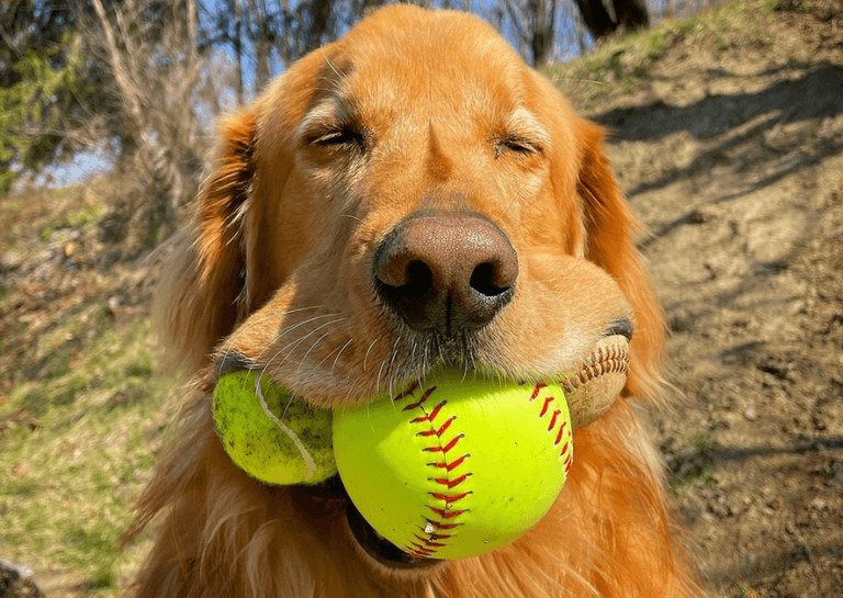 Glorious scenes as hero dog breaks Guinness world record