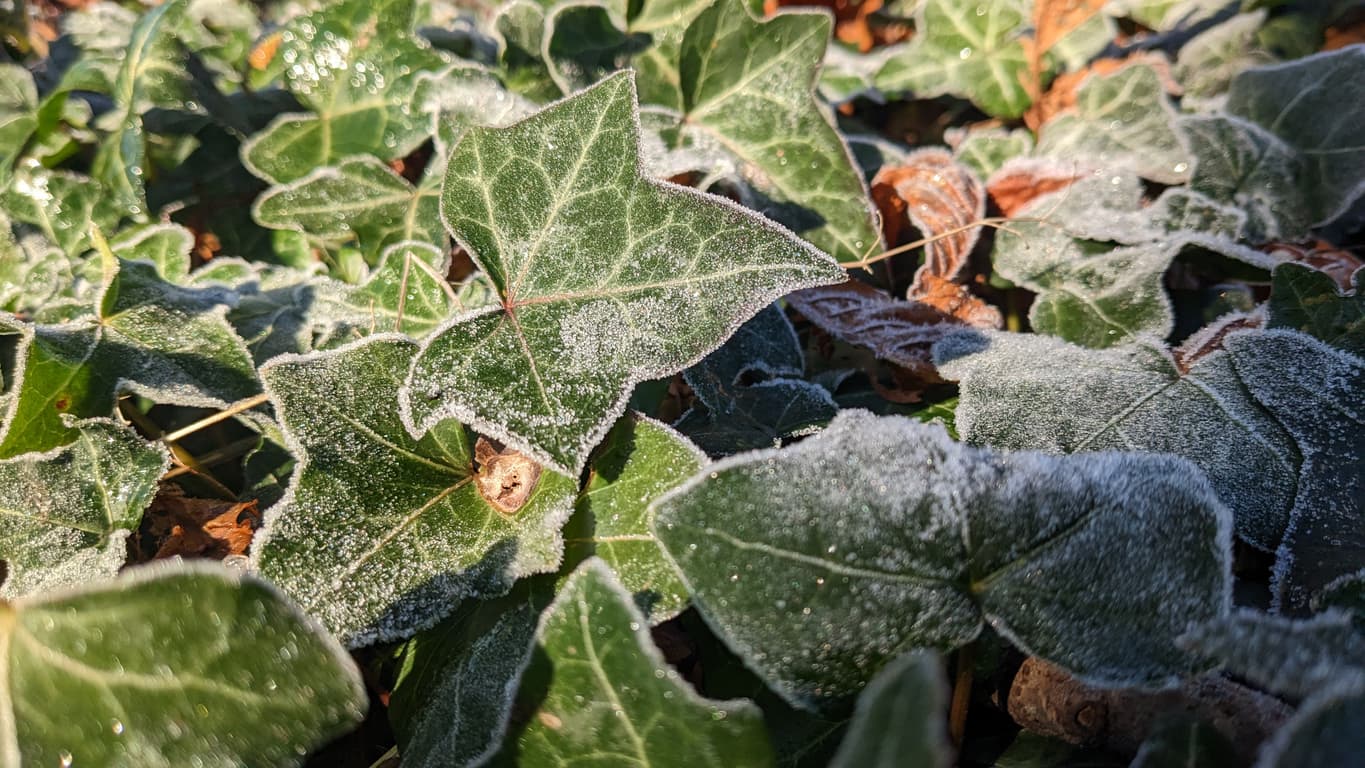 Temperatures set to drop below freezing as Met Éireann predicts cold snap