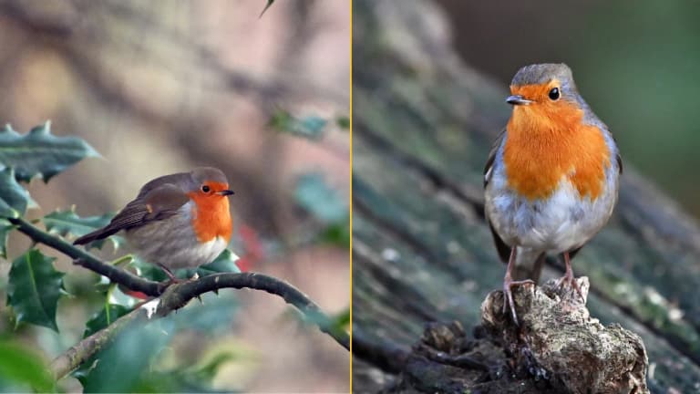 Irish households urged to take action if they see robins in their garden