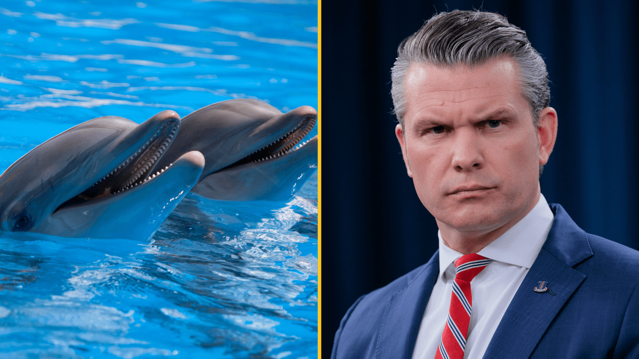 US Secretary of War Pete Hegseth addresses kamikaze dolphin rumours