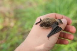Boy, 11, dies of rabies after waking to bat on his face