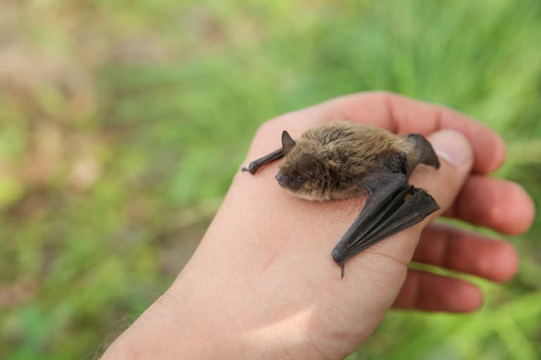 Boy, 11, dies of rabies after waking to bat on his face