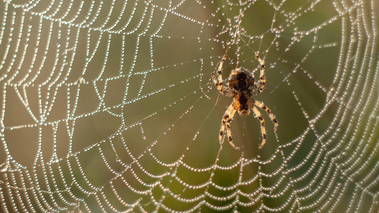 Hot weather increasing the number of false widow spiders