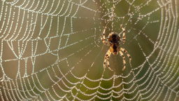 Hot weather increasing the number of false widow spiders