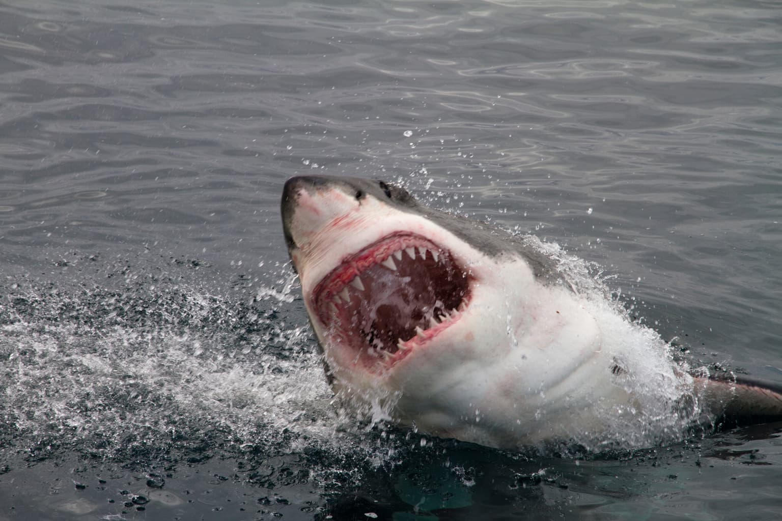 Shark attack victim to undergo surgery after Waterford bite ordeal
