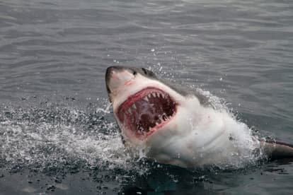 Shark attack victim to undergo surgery after Waterford bite ordeal