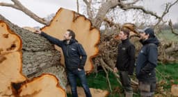Fallen Irish trees turned into whiskey barrels