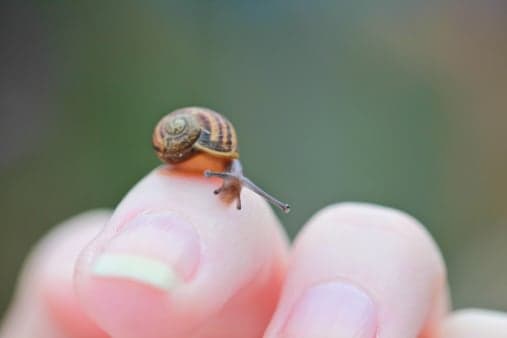 A 2mm snail is the latest hurdle for the Trump Doonbeg ballroom plan