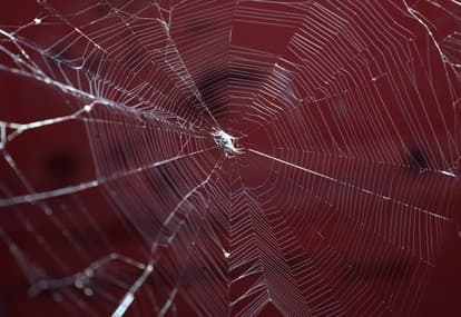 Why you may spot more spiders at your home in Autumn and how to deal with them