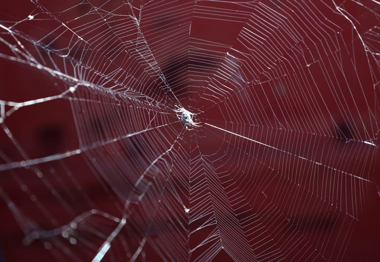 Why you may spot more spiders at your home in Autumn and how to deal with them