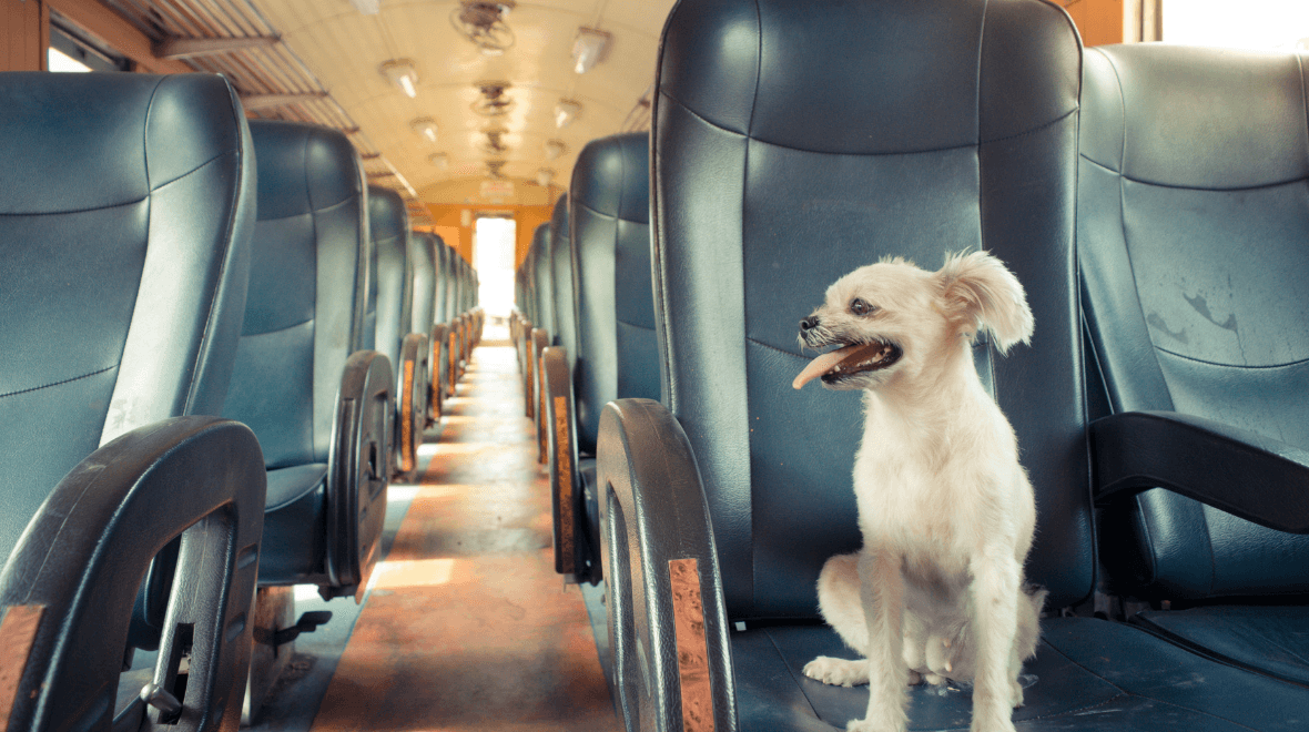 Relaxed rules around pets on public transport proposed by NTA following feedback