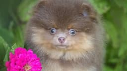 Three small dogs stolen after being seized at Dublin Airport
