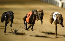 Horse and greyhounds now allocated more than domestic violence after budget 2027