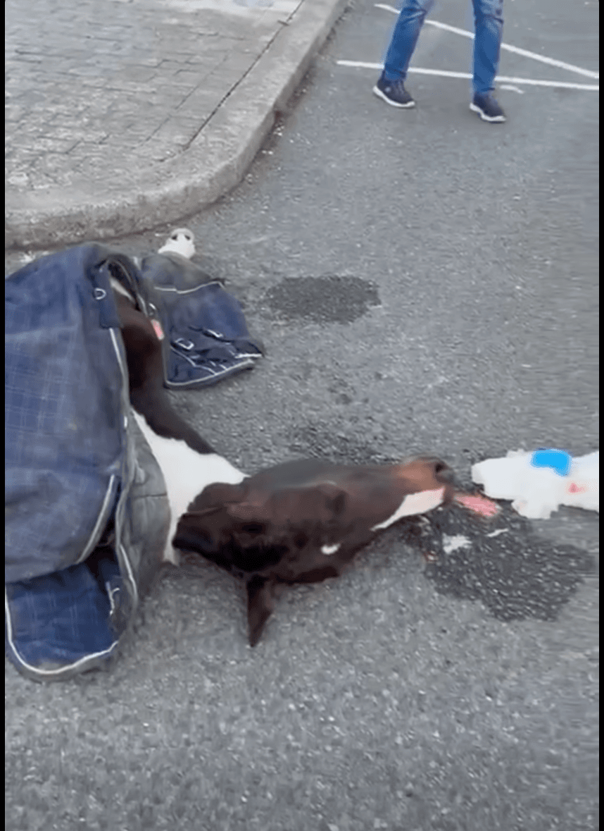 Fury after pony killed in sulky crash in Dublin