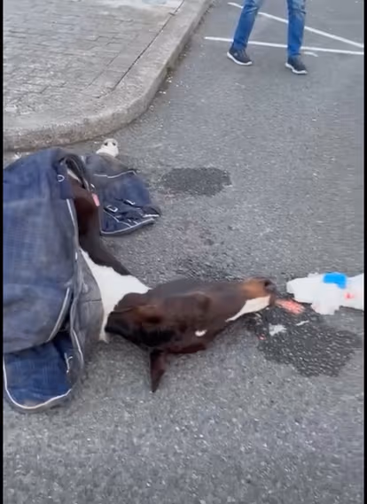 Fury after pony killed in sulky crash in Dublin