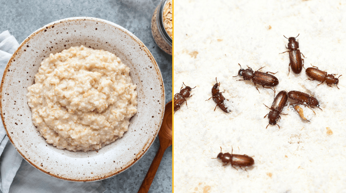 Two popular breakfast cereals recalled after insects found in batches