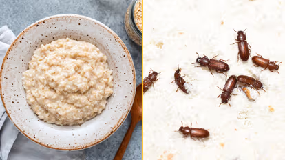 Two popular breakfast cereals recalled after insects found in batches