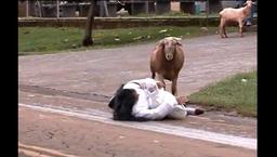 VIDEO: Bully Goat Gruff – Crazy goat terrorises Brazilian neighbourhood | Joe.ie